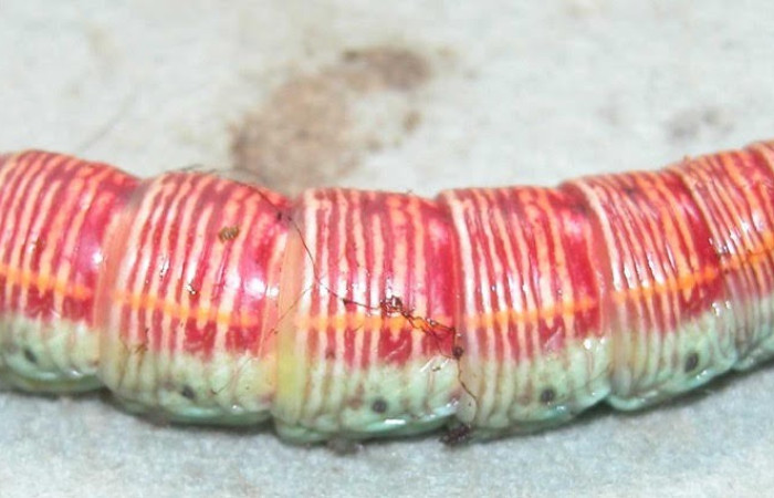 Figura 13. Prepupa de larva <i>Pachylia</i> ficusDHJ02 (Sphingidae). 03-SRNP-20518-DHJ90482.jpg.