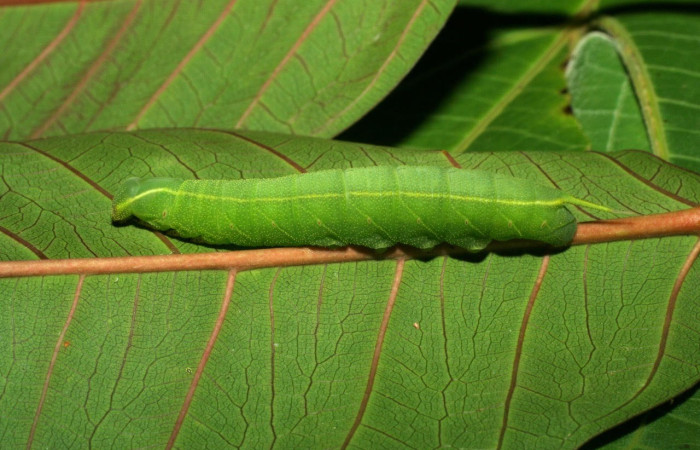 Figura 4. Larva <i>Pachylia</i> ficusDHJ02 (Sphingidae), Posición entero lateral en la hoja de la planta <i>Ficus citrifolia</i> (Moraceae). 06-SRNP-32555-DHJ415789.jpg.