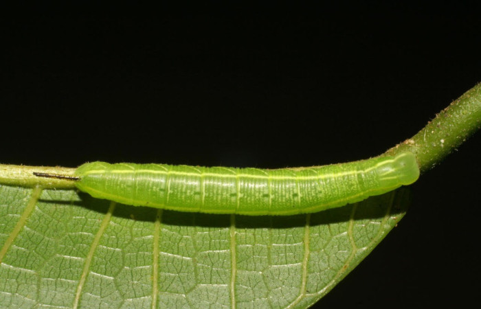 Figura 3. Larva <i>Pachylia</i> ficusDHJ02 (Sphingidae), Posición entero dorsal en la hoja de la planta <i></i>Brosimum lactescens (Moraceae). 07-SRNP-3408-DHJ426238.jpg.