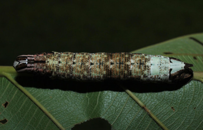 Figura 11. Larva <i>Pachylia</i> ficusDHJ02 (Sphingidae), Posición entero dorsal en la hoja de la planta <i>Coussapoa nymphaeifolia</i> (Urticaceae). 14-SRNP-71668-DHJ723978.jpg.