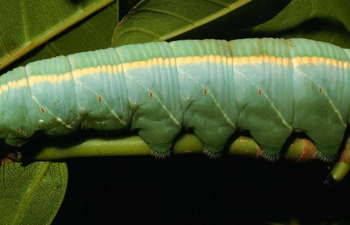 Figura 12. Larva <i>Pachylia</i> ficusDHJ02 (Sphingidae), Posición entero dorsal en la hoja de la planta <i>Ficus crocata</i> (introducido) (Moraceae). 95-SRNP-4572-DHJ23038.jpg.