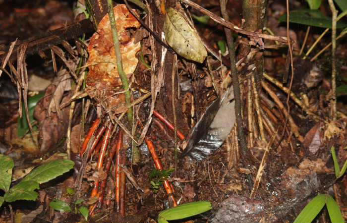 Fig. 01. Tronco o base de tres palmeras adultas de <i>Reinhardtia latisecta</i> (Arecaceae). Estación Pitilla. Fotografía: Calixto Moraga, 26 Set. 2025.