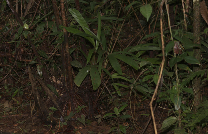 Fig. 02. Base de <i>Reinhardtia latisecta</i> (Arecaceae). Estación Pitilla. Fotografía: Calixto Moraga, 26 Set. 2025.
