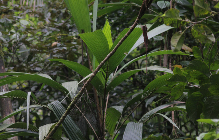 Fig. 03. Follaje de <i>Reinhardtia latisecta</i> (Arecaceae). Estación Pitilla. Fotografía: Calixto Moraga, 26 Set. 2025.