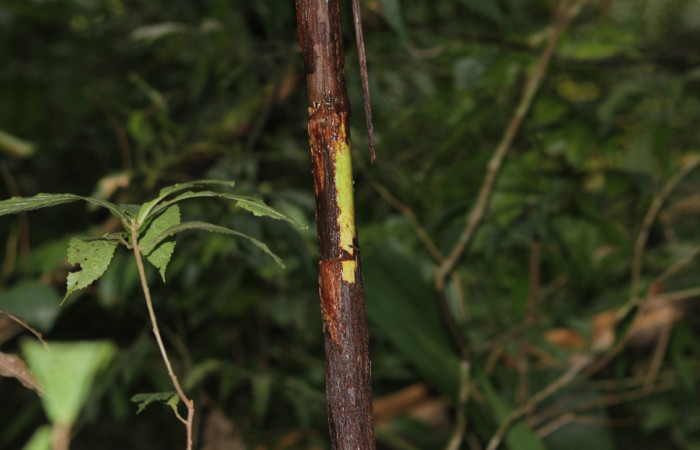 Fig. 08. Tallo de <i>Reinhardtia latisecta</i> (Arecaceae). Estación Pitilla. Fotografía: Calixto Moraga, 26 Set. 2025.