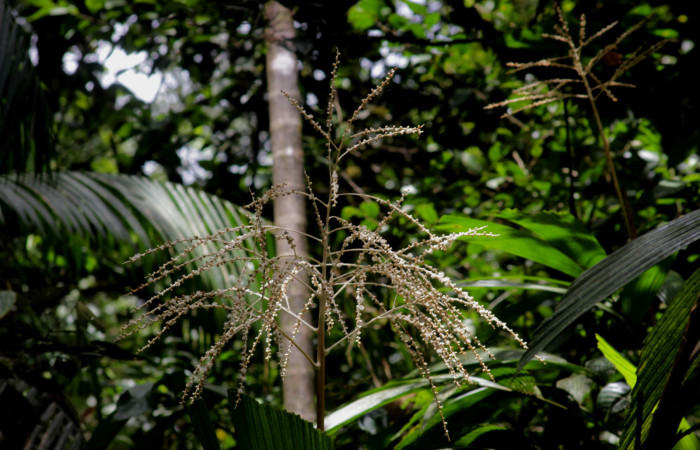 Fig. 10. Racimo floral de <i>Reinhardtia latisecta</i> (Arecaceae). Estación Pitilla. Fotografía: Calixto Moraga, 26 Set. 2025.