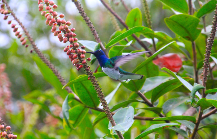 Fig. 7 White-necked Jacobin (Jacobino Nuquiblanco) <i>Florisuga mellivora</i> Trochilidae. Libando inflorescencia de <i>Sarcopera sessiliflora</i> (Marcgraviaceae). Estación Biológica Caribe ACG. 17 de Enero 2026; Fotografía. Roster Moraga Medina