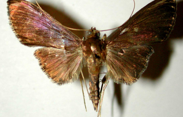 Fig.1 Adulto <i>Phostria truncatalis</i> mostrando la parte dorsal, macho.Voucher: 00-SRNP-18249-DHJ33598.