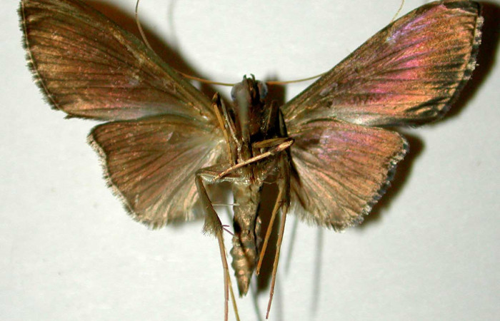 Fig. 2 Adulto <i>Phostria truncatalis</i> mostrando la parte ventral, macho.Voucher: 00-SRNP-18249-DHJ33599.