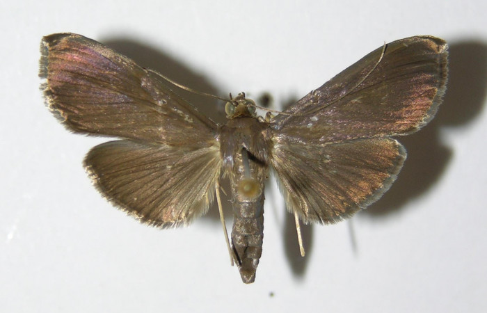 Fig. 3 Adulto <i>Phostria truncatalis</i> mostrando la parte dorsal, hembra.Voucher: 00-SRNP-15414-DHJ331964.