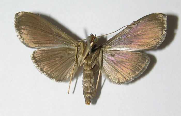 Fig. 4 Adulto <i>Phostria truncatalis</i> mostrando la parte ventral, hembra.Voucher: 00-SRNP-15414-DHJ331965.