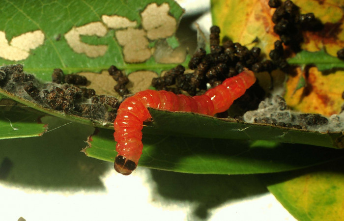 Fig. 5 Larva </i>Phostria truncatalis</i> en prepupa, mostrando la parte dorsal entero. Voucher: 00-SRNP-15946-DHJ56068.jpg.