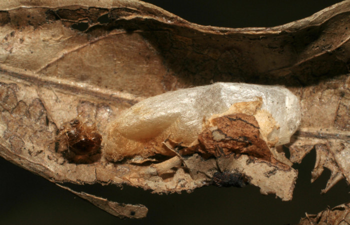 Fig. 7 Párasito de la familia Braconidae, <i>Alabagrus latreillei</i>, Voucher: 04-SRNP-24591-DHJ412088.jpg.