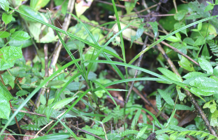 Fig.1. Plantulita  de <i>Scleria secans</i> (Cyperaceae). Estación Pitilla. Fotografía: Manuel Rios, 16 Dici. 2025. 