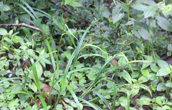 Fig.10. Mostrando planta con frutos de <i>Scleria melaleuca</i> (Cyperaceae). Estación Pitilla. Fotografía: Manuel Rios, 16 Dici. 2025. 