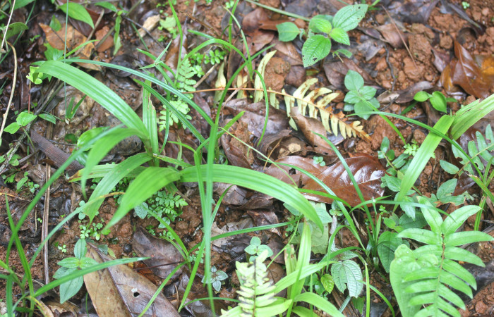 Fig.11. Mostrando tres especies <i>Sclerias</i>. Estación Pitilla. Fotografía: Manuel Rios, 16 Dici. 2025. 