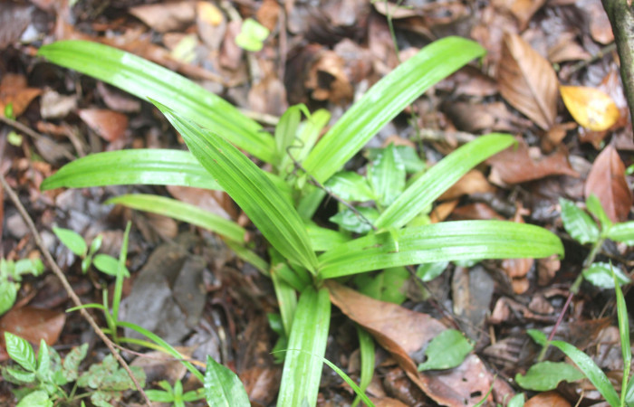 Fig.12.Planta juvenil de <i>Scleria latifolia</i> (Cyperaceae). Estación Pitilla. Fotografía: Manuel Rios, 16 Dici. 2025. 