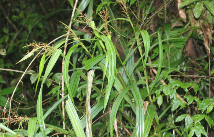 Fig.13.Planta de <i>Scleria latifolia</i>, con frutos (Cyperaceae). Estación Pitilla. Fotografía: Manuel Rios, 14 Ene. 2026. 