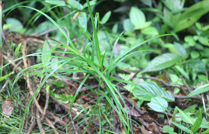 Fig.2. Plantulita  de <i>Scleria secans</i> (Cyperaceae). Estación Pitilla. Fotografía: Manuel Rios, 16 Dici. 2025.