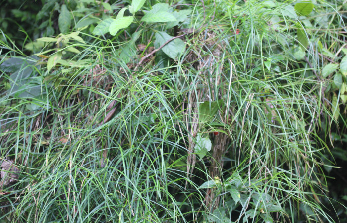 Fig.3. Mostrando planta de <i>Scleria secans</i> (Cyperaceae). Estación Pitilla. Fotografía: Manuel Rios, 16 Dici. 2025. 