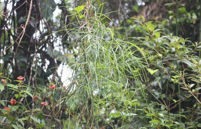 Fig.4. Mostrando planta de <i>Scleria secans</i> (Cyperaceae). Estación Pitilla. Fotografía: Manuel Rios, 16 Dici. 2025. 