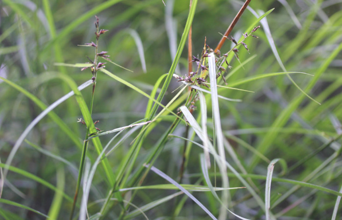 Fig.5. Frutos de <i>Scleria secans</i> (Cyperaceae). Estación Pitilla. Fotografía: Manuel Rios, 16 Dici. 2025.