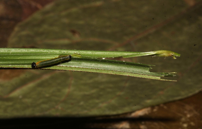 Fig.7. Larva de <i>hespBioLep01</i> BioLep12 en posición dorsal. Voucher : 21-SRNP-31693-DHJ787854.jpg.