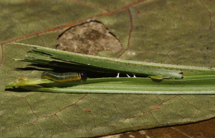 Fig.8. Larva de <i>hespBioLep01</i> BioLep12 en posición lateral. Voucher : 21-SRNP-31693-DHJ787855.jpg.