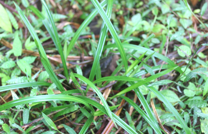 Fig.9. Mostrando planta de <i>Scleria melaleuca</i> (Cyperaceae). Estación Pitilla. Fotografía: Manuel Rios, 16 Dici. 2025. 