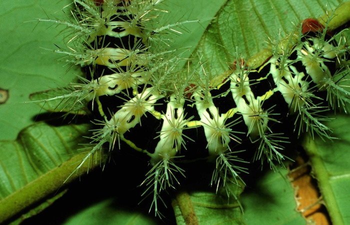 Fig.10 Larva, <i>Molippa </i> tusinaICHG02, Saturniidae, último estadío, se alimenta <i>Inga oerstediana</i>, (Fabaceae), dorsal central. Voucher: 01-SRNP-2029-DHJ60712.jpg.