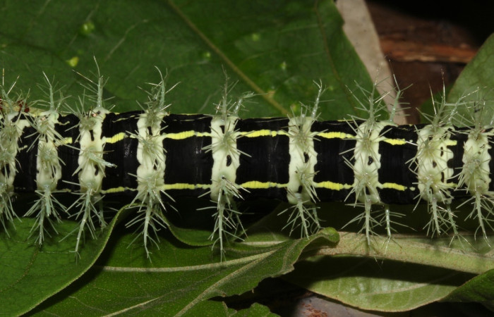 Fig.14 Larva, <i>Molippa </i> tusinaICHG02, Saturniidae, último estadío, se alimenta <i>Hampea appendiculata</i>, (Malvaceae), dorsal central. Voucher: 20-SRNP-31622-DHJ778295.jpg.