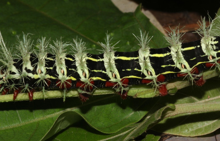 Fig.15 Larva, <i>Molippa </i> tusinaICHG02, Saturniidae, último estadío, se alimenta <i>Hampea appendiculata</i>, (Malvaceae), lateral central. Voucher: 20-SRNP-31622-DHJ778296.jpg.