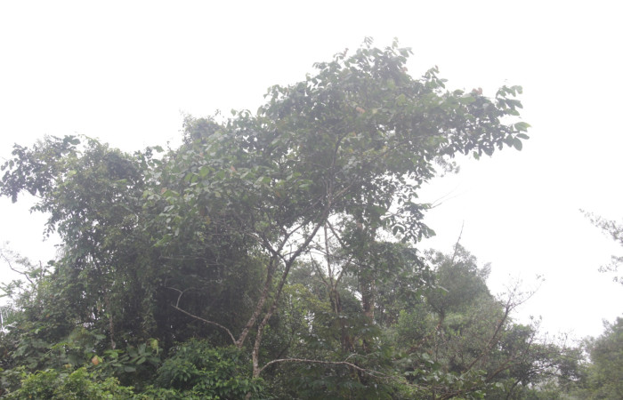 Fig.18 Planta hospedera <i>Inga oerstediana</i> familia (Fabaceae). Foto tomada Calixto Moraga, Estación Pitilla, 15 Enero 2026.