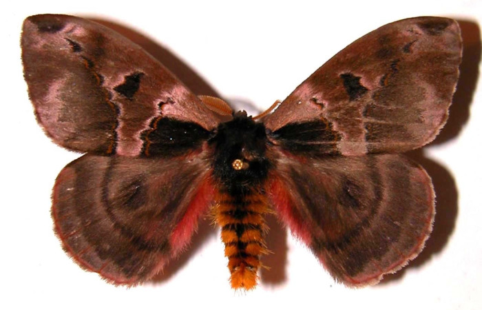 Fig.1 Adulto <i>Molippa</i> tusinaICHG02, Saturniidae, macho mostrando la parte dorsal. Voucher: 01-SRNP-2033-DHJ36458.