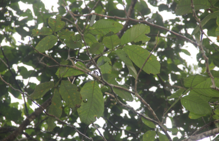 Fig.19 Planta hospedera <i>Inga oerstediana</i> familia (Fabaceae). Foto tomada Calixto Moraga, Estación Pitilla, 15 Enero 2026.