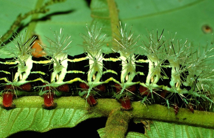 Fig.6 Larva, <i>Molippa </i> tusinaICHG02, Saturniidae, último estadío, se alimenta <i>Inga oerstediana</i>, (Fabaceae), lateral central. Voucher: 01-SRNP-2029-DHJ60707.jpg.