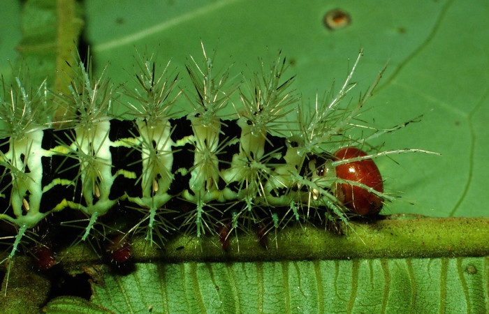 Fig.7 Larva, <i>Molippa </i> tusinaICHG02, Saturniidae, último estadío, se alimenta <i>Inga oerstediana</i>, (Fabaceae), lateral tórax. Voucher: 01-SRNP-2029-DHJ60708.jpg.