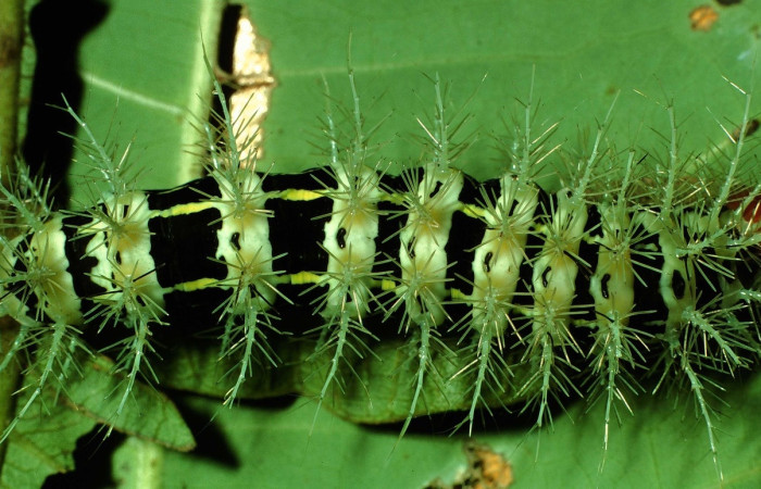 Fig.9 Larva, <i>Molippa </i> tusinaICHG02, Saturniidae, último estadío, se alimenta <i>Inga oerstediana</i>, (Fabaceae), dorsal central. Voucher: 01-SRNP-2029-DHJ60710.jpg.