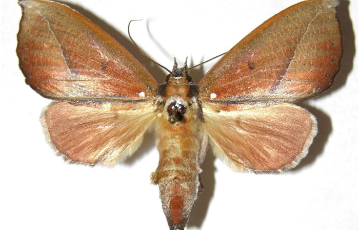 Fig. 23. Macho de <i>Strophocerus</i> albonotatusICG01 (Notodontidae), no presenta dimorfismo sexual ademas poseen un abdomes mas delgado. Voucher: 04-SRNP-3836-DHJ311406.jpeg