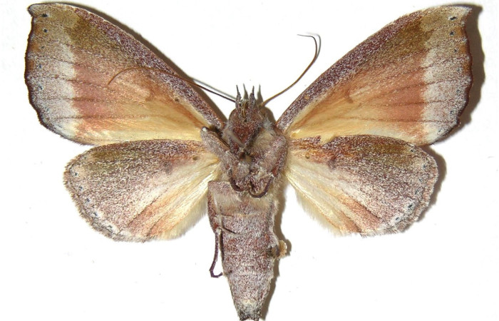 Fig. 24. Macho de <i>Strophocerus</i> albonotatusICG01 (Notodontidae), vista ventral con patrones mas claros. Voucher: 04-SRNP-3836-DHJ311407.jpeg