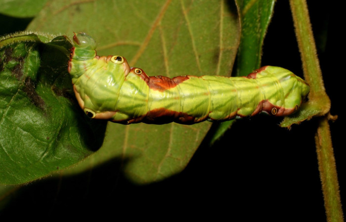Fig. 1. Larva de <i>Strophocerus thermesia</i> (Notodontidae), alimentándose de <i>Hirtella americana<i> (Chrysobalanaceae). Voucher: 06-SRNP-20163-DHJ411636.jpg