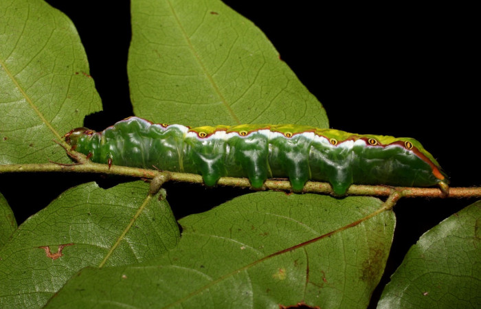 Fig. 2. Larva de <i>Strophocerus thermesia</i> (Notodontidae), alimentándose de Hirtella racemosa (Chrysobalanaceae). Voucher: 12-SRNP-12332-DHJ498582.jpg