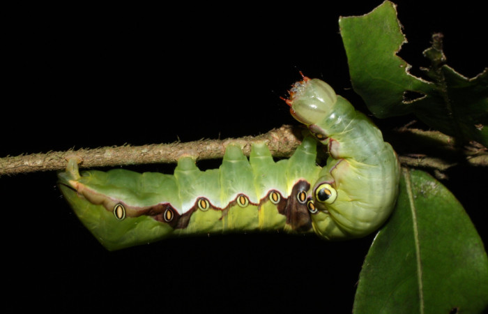 Fig. 5. Larva de <i>Strophocerus thermesius</i> (Notodontidae), alimentándose de <i>Hirtella racemosa</i> (Chrysobalanaceae). Voucher: 13-SRNP-21446-DHJ493677.jpg
