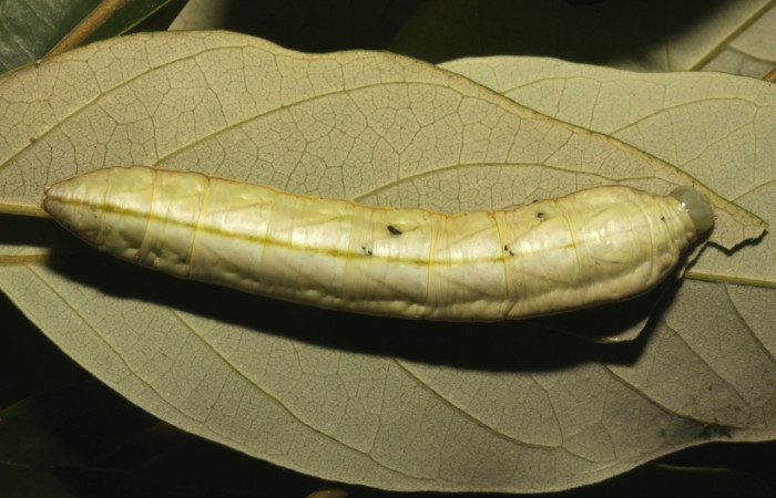 Fig. 7. Larva de <i>Strophocerus sericeus</i> (Notodontidae), alimentándose de <i>Licania hypoleuca</i> (Chrysobalanaceae). Voucher: 16-SRNP-30683-DHJ729776.jpg