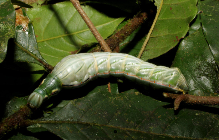 Fig. 11. Larva de <i>Strophocerus</i> albonotatusICG01 (Notodontidae), alimentándose de <i>Hirtella triandra</i> (Chrysobalanaceae), posterior a su cabeza un verde más intenso en comparación a todo el cuerpo, presenta patrones similares a ojos falsos. Voucher: 24-SRNP-66282-DHJ791871.JPG