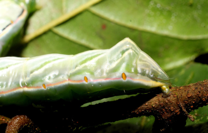 Fig. 15. Detalle abultamiento posterior en larva de <i>Strophocerus</i> albonotatusICG01 (Notodontidae), ademas se aprecian los espiraculos color café. Voucher: 24-SRNP-66282-DHJ791877.JPG