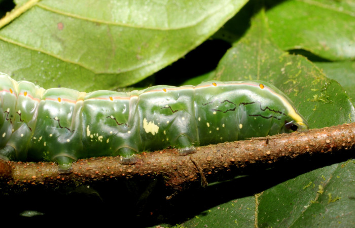 Fig. 16. Detalle ventral de patrones y su coloración en larva de <i>Strophocerus</i> albonotatusICG01 (Notodontidae). Voucher: 24-SRNP-66282-DHJ791881.JPG