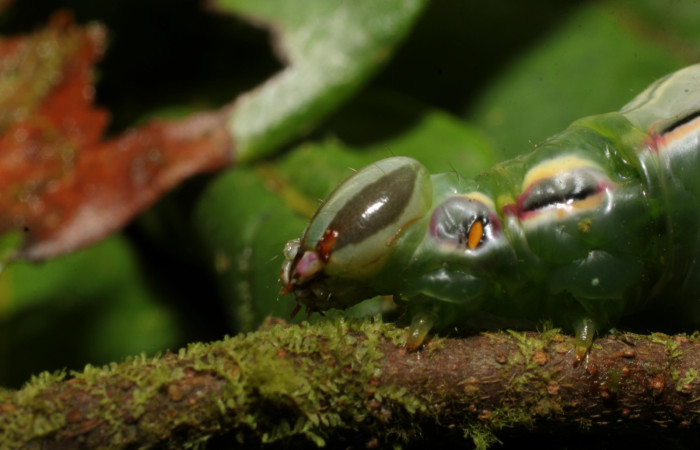 Fig. 14. Detalle cabeza lateral con patrones en forma de ojos falsos vista desde arriba en oruga <i>Strophocerus</i> albonotatusICG01 (Notodontidae). Voucher: 24-SRNP-66282-DHJ791885.JPG