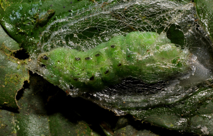 Fig. 19. Prepupa  de <i>Strophocerus</i> albonotatusICG01 (Notodontidae), vista ventral esta posee una tela de seda que la cubre. Voucher:24-SRNP-66282-DHJ791889.JPG