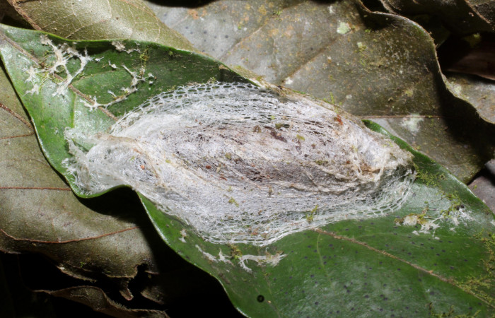Fig. 20. Pupa cubierta con seda  de <i>Strophocerus</i> albonotatusICG01 (Notodontidae). Voucher:224-SRNP-66282-DHJ791890.JPG